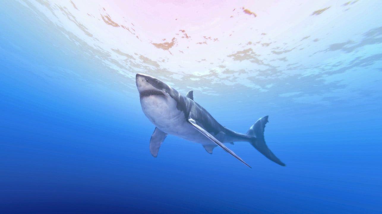 Swimming with Sharks: Operation Apex is influenced