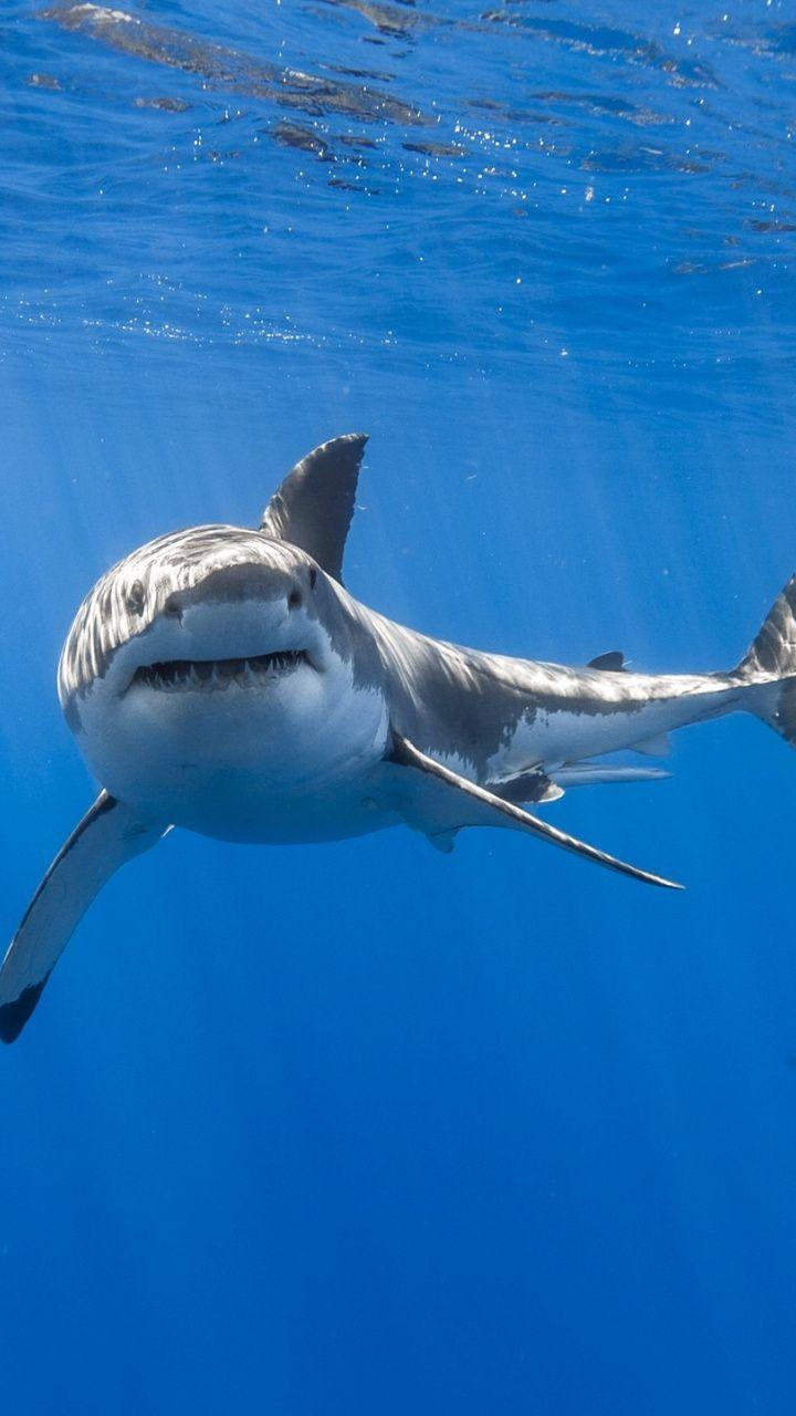 playstation shark playstation shark