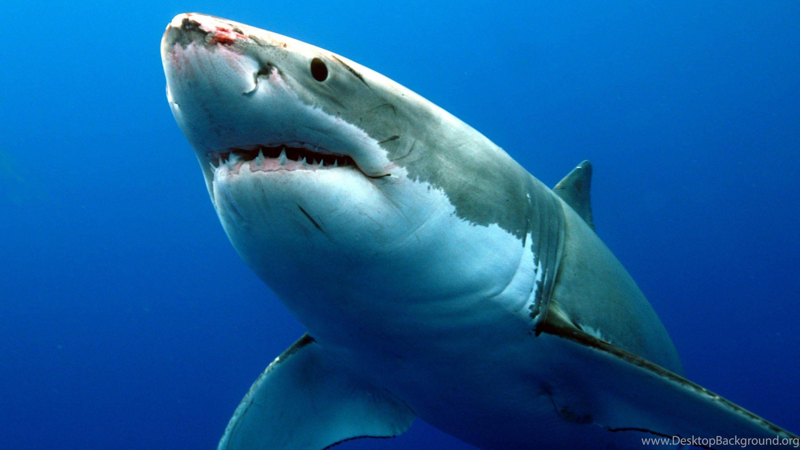 Desktop Shark HD Wallpaper Desktop Background