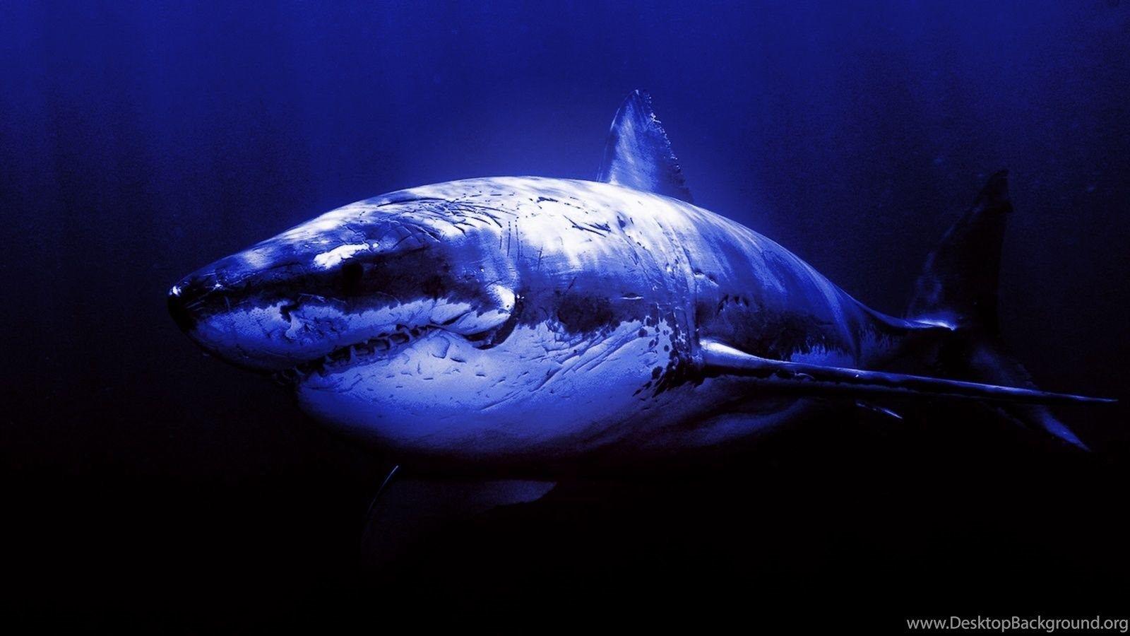 Great White Shark Wallpaper Desktop Background