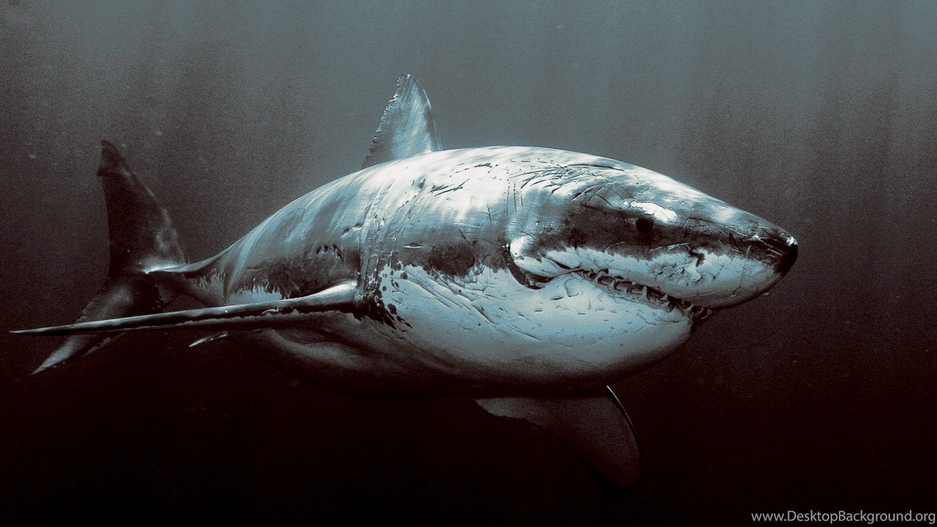 Pics, Facts, Funny Stuff About Animals & Nature Shark Background