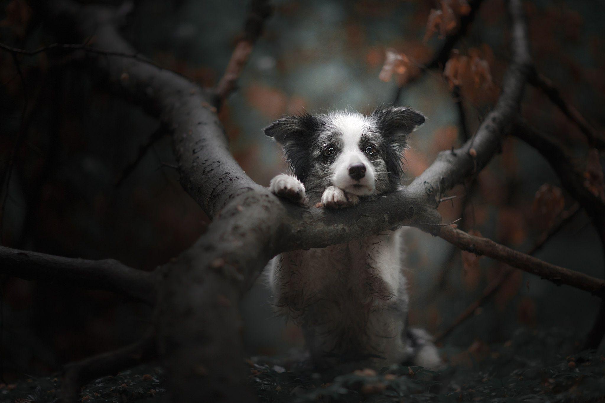 Wallpaper dog, dog, Border Collie, tree, bokeh, sad look, face