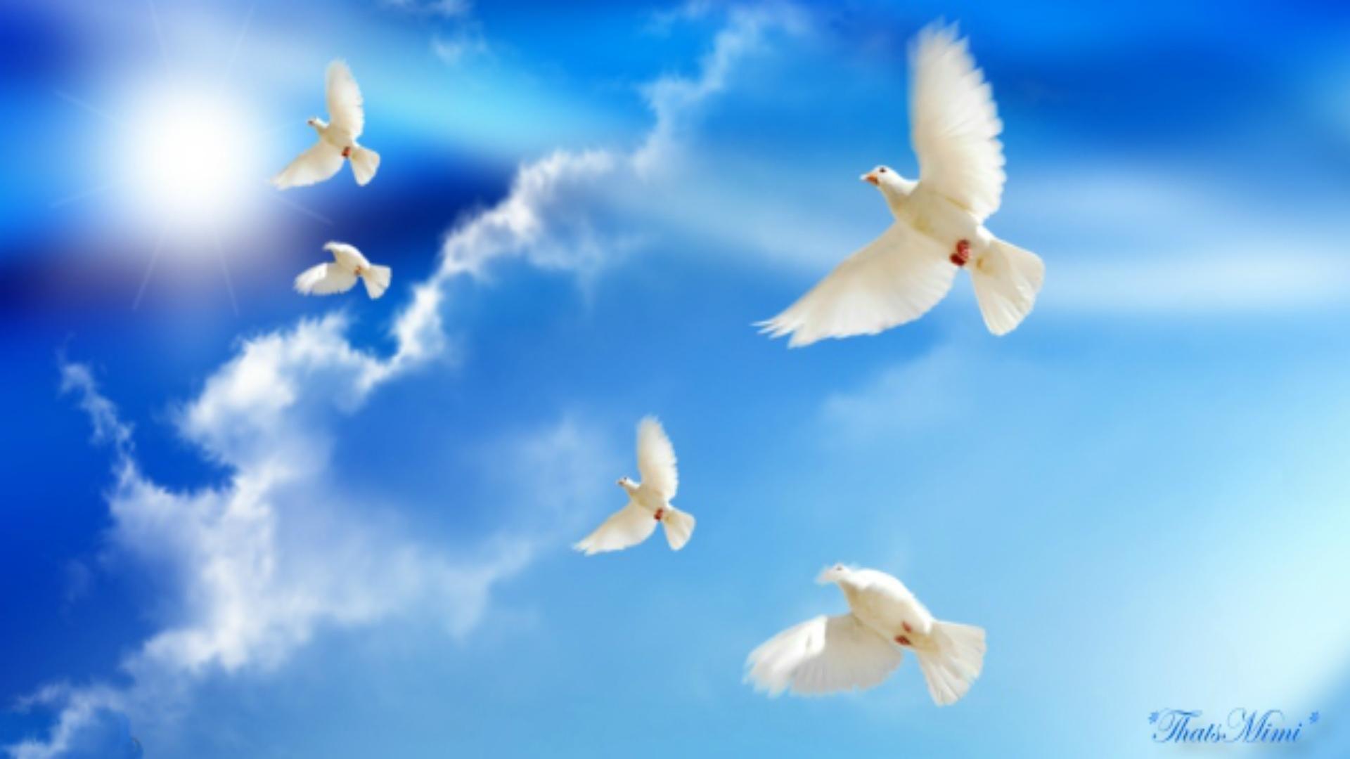 Peace Dove Wallpaper 15 X 1080