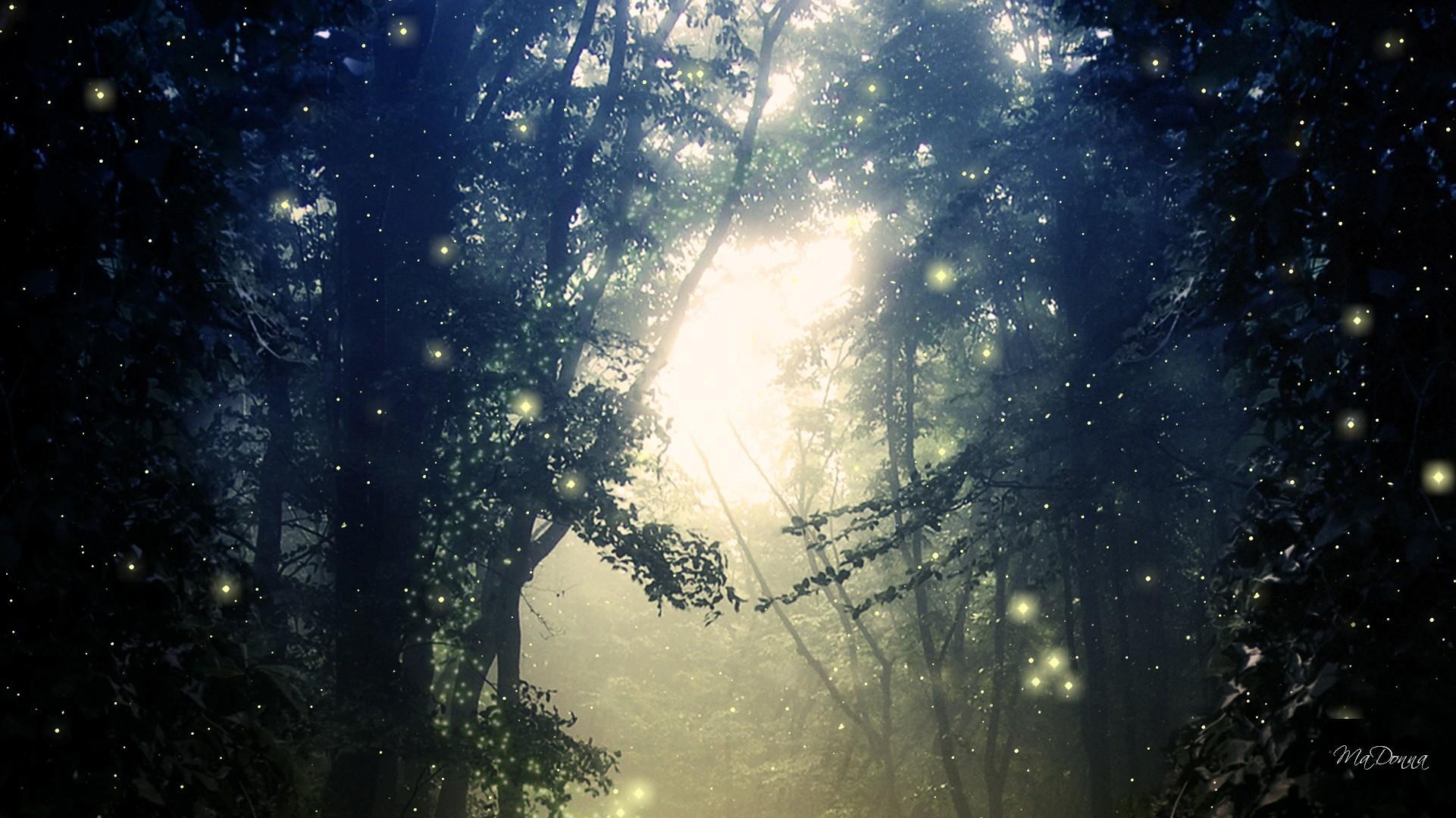 Fireflies image Fireflies HD wallpaper and background photo