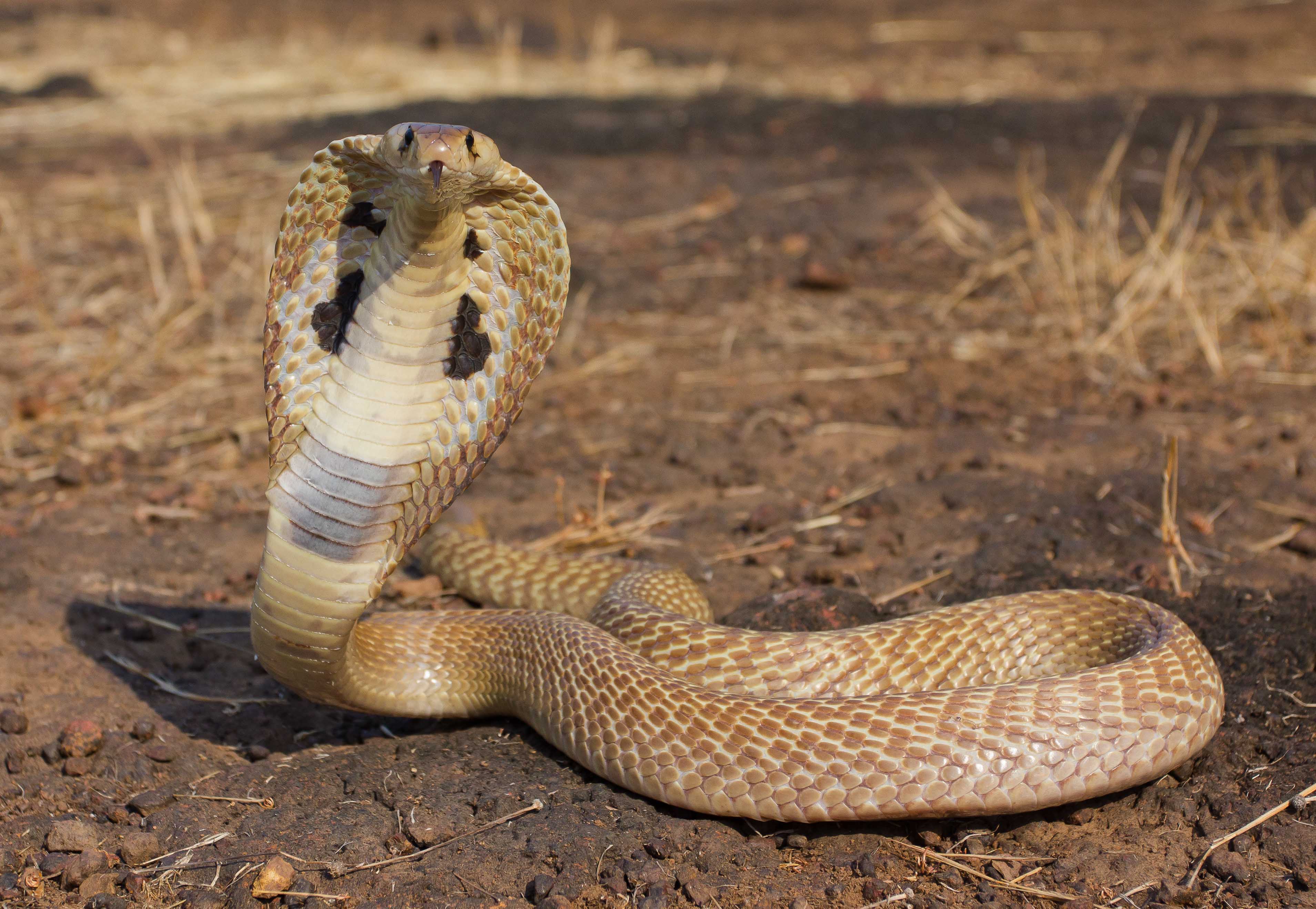 Baby Cobra Snakes HD Wallpaper, Background Image