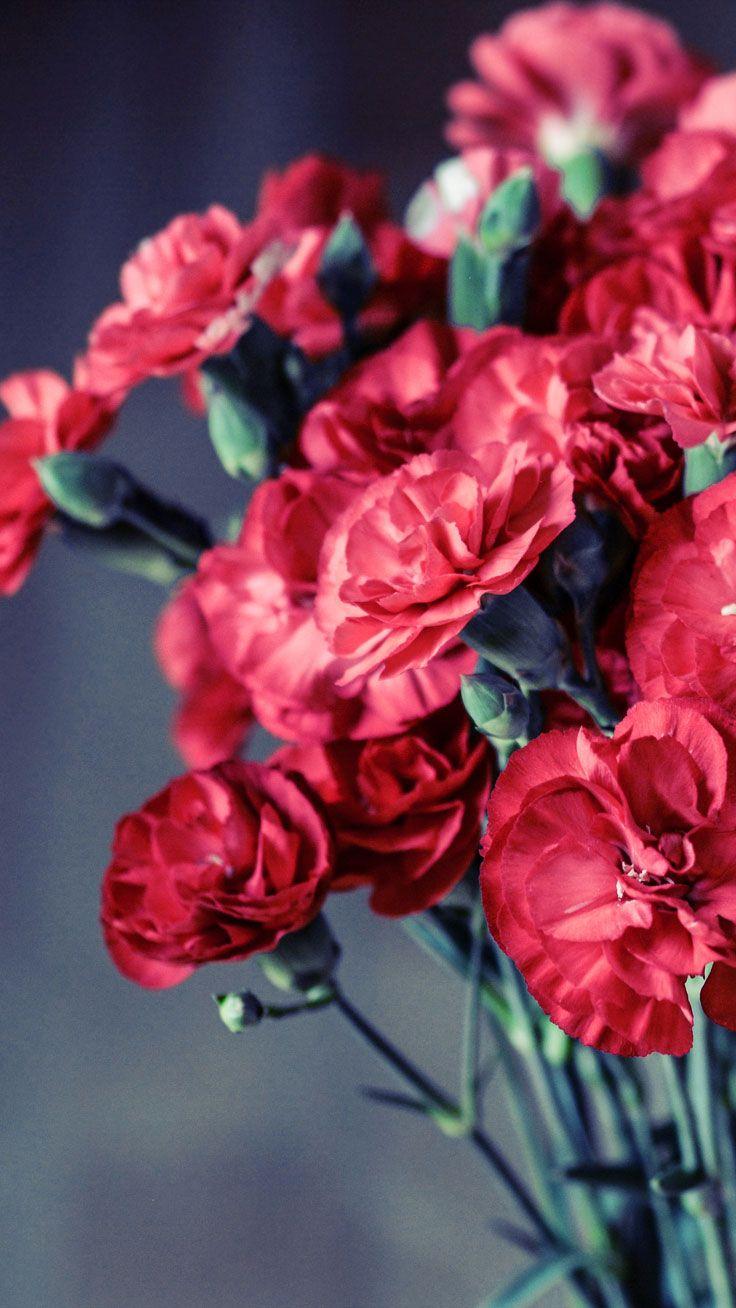 27 Floral iPhone 7 Plus Wallpapers for a Sunny Spring