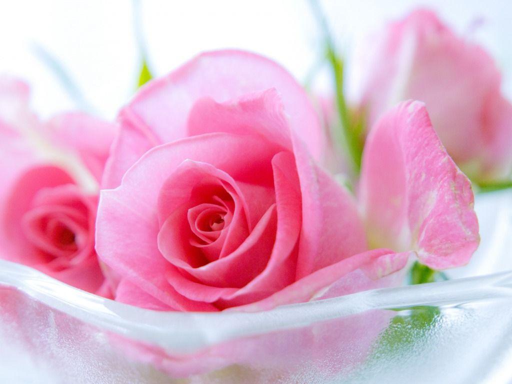 Best Pink Cute Roses HD Wallpaper Widescreen Rose Picture Live Hq