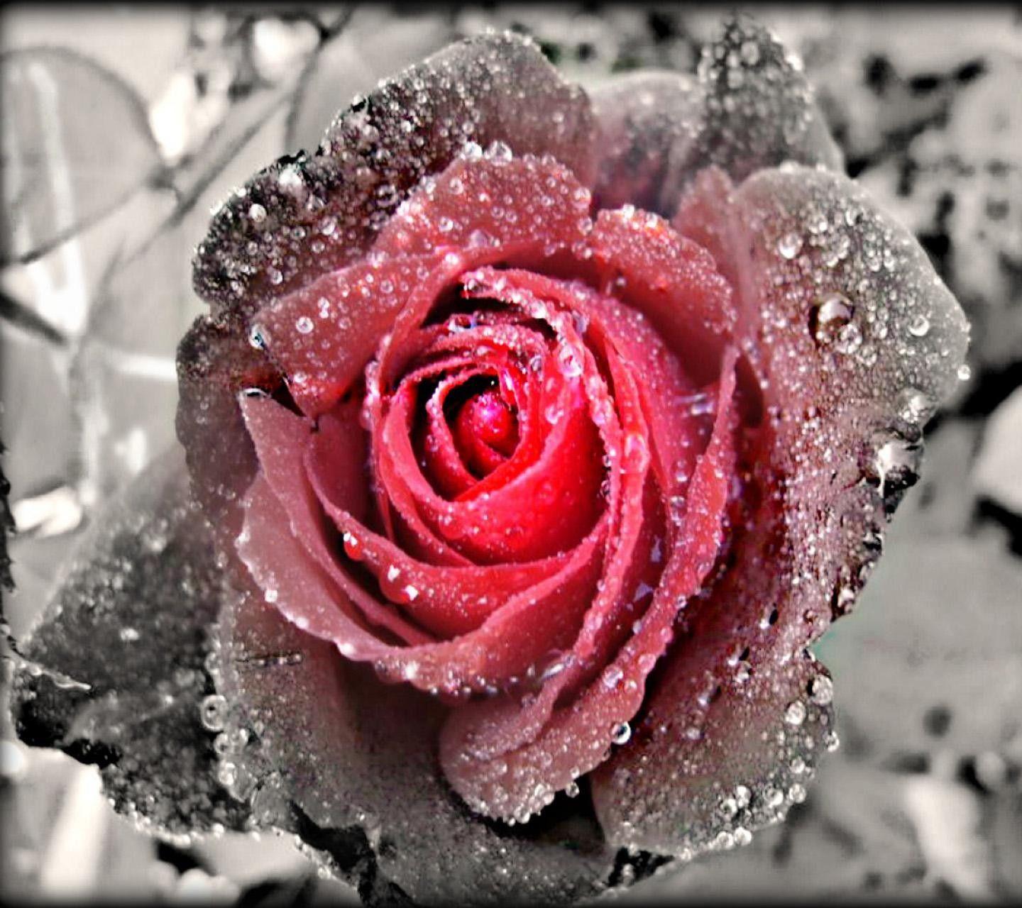 Flowers: Water Rose Lovely Dew Sweet Art Beauty Cute Pink Nature