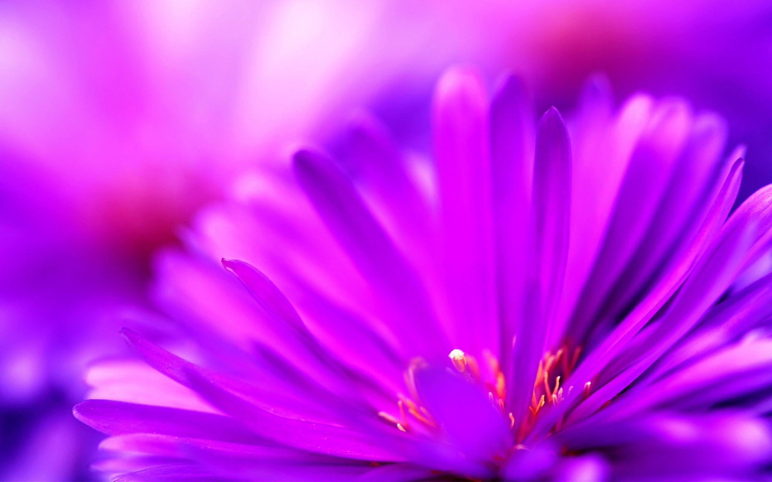 Cute Purple Flower