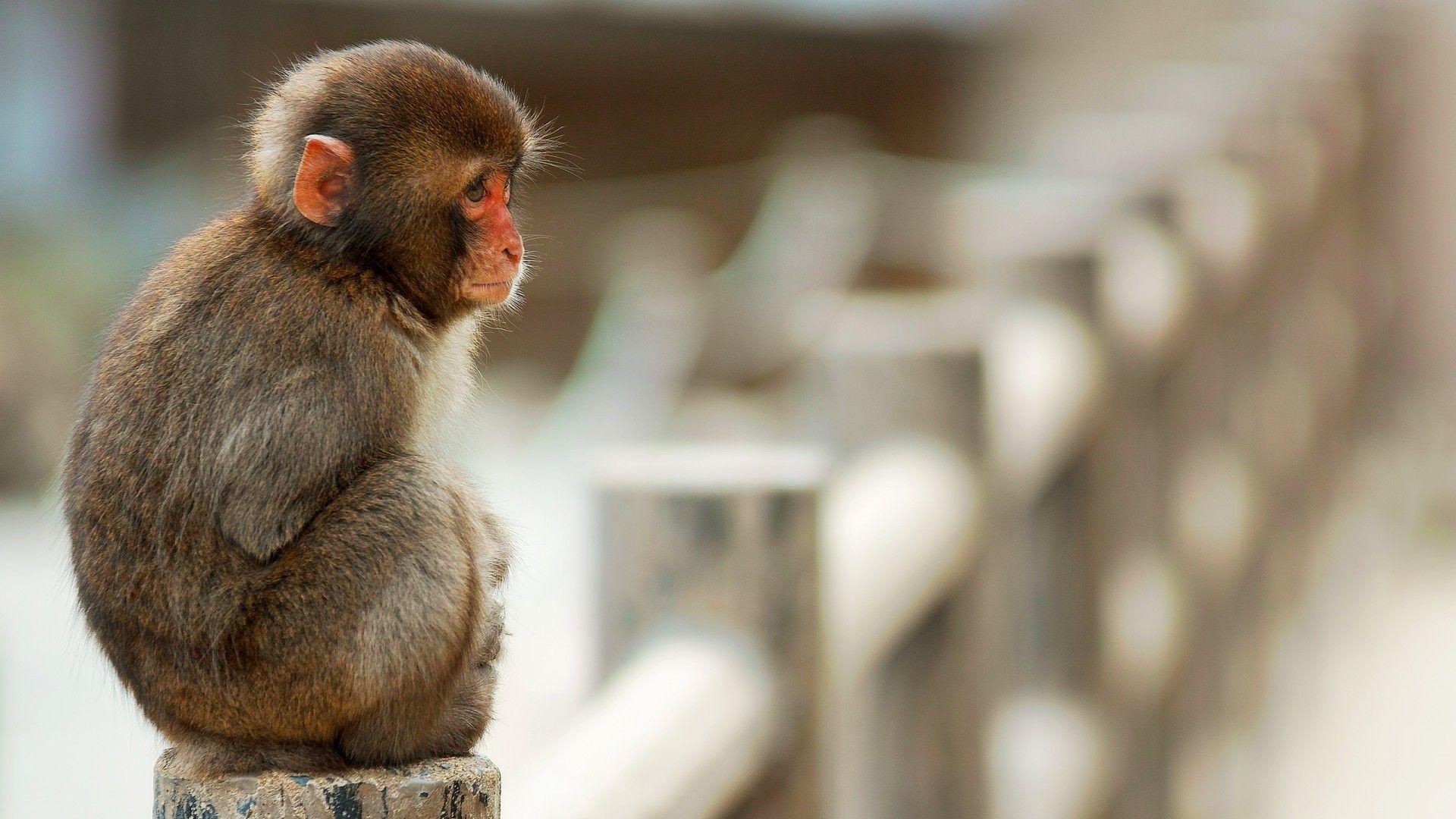 Proboscis monkey 1080P, 2K, 4K, 5K HD wallpapers free download | Wallpaper  Flare