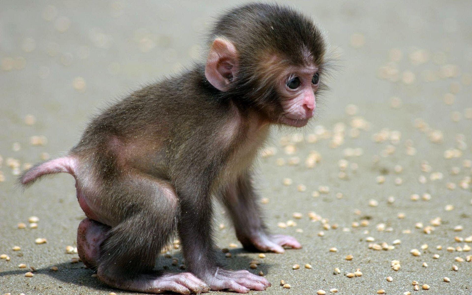 Funny Monkey. A Cute and Naughty Baby Monkey
