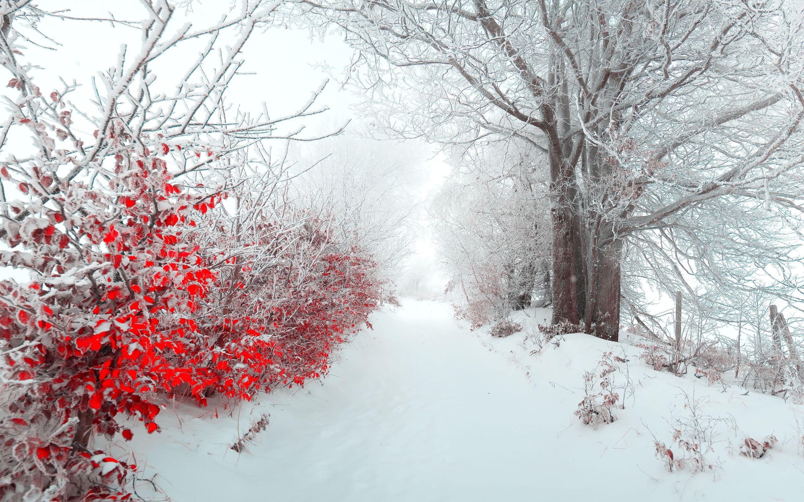 Winter Nature Wallpaper Gallery (82 Plus) PIC WPW509102