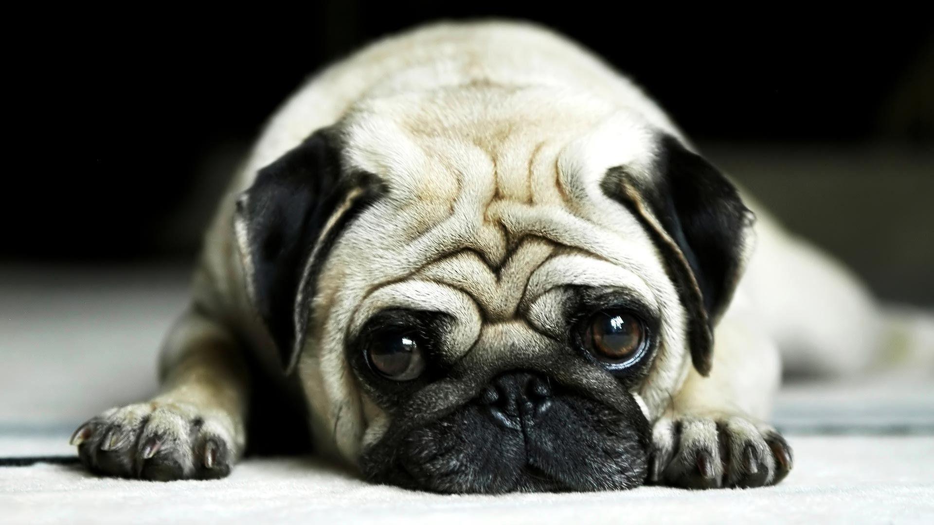 Lazy Pug Dog Wallpaper