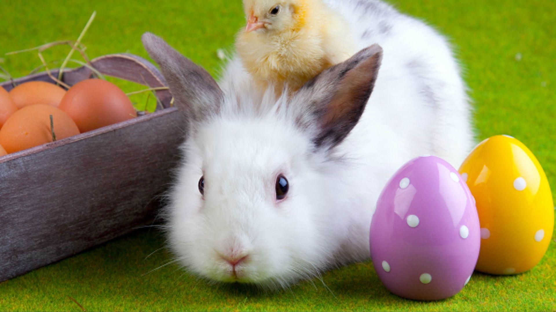 Download wallpaper 1920x1080 rabbit, chicken, eggs, easter