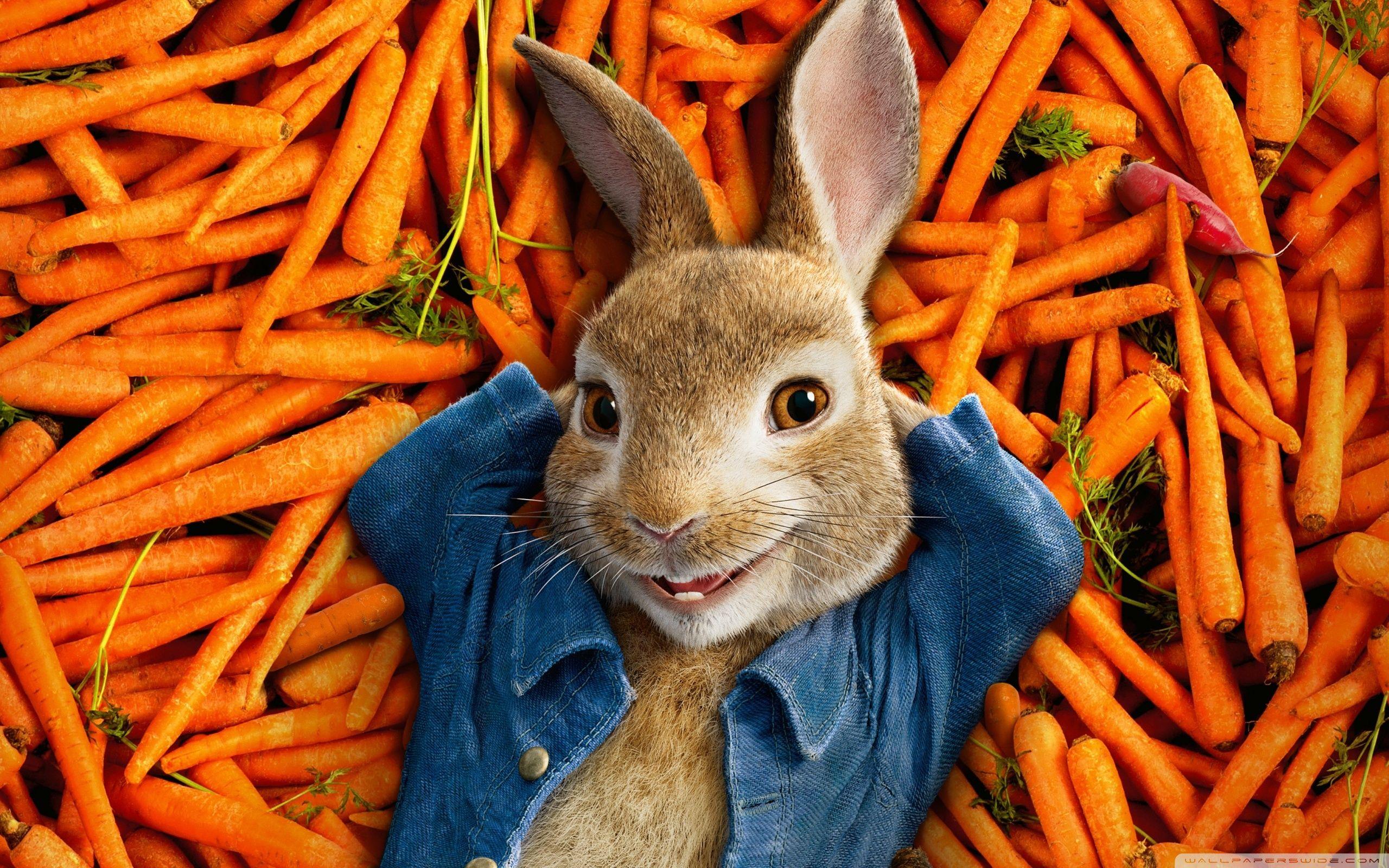 Peter Rabbit Movie 2018 ❤ 4K HD Desktop Wallpaper for • Wide