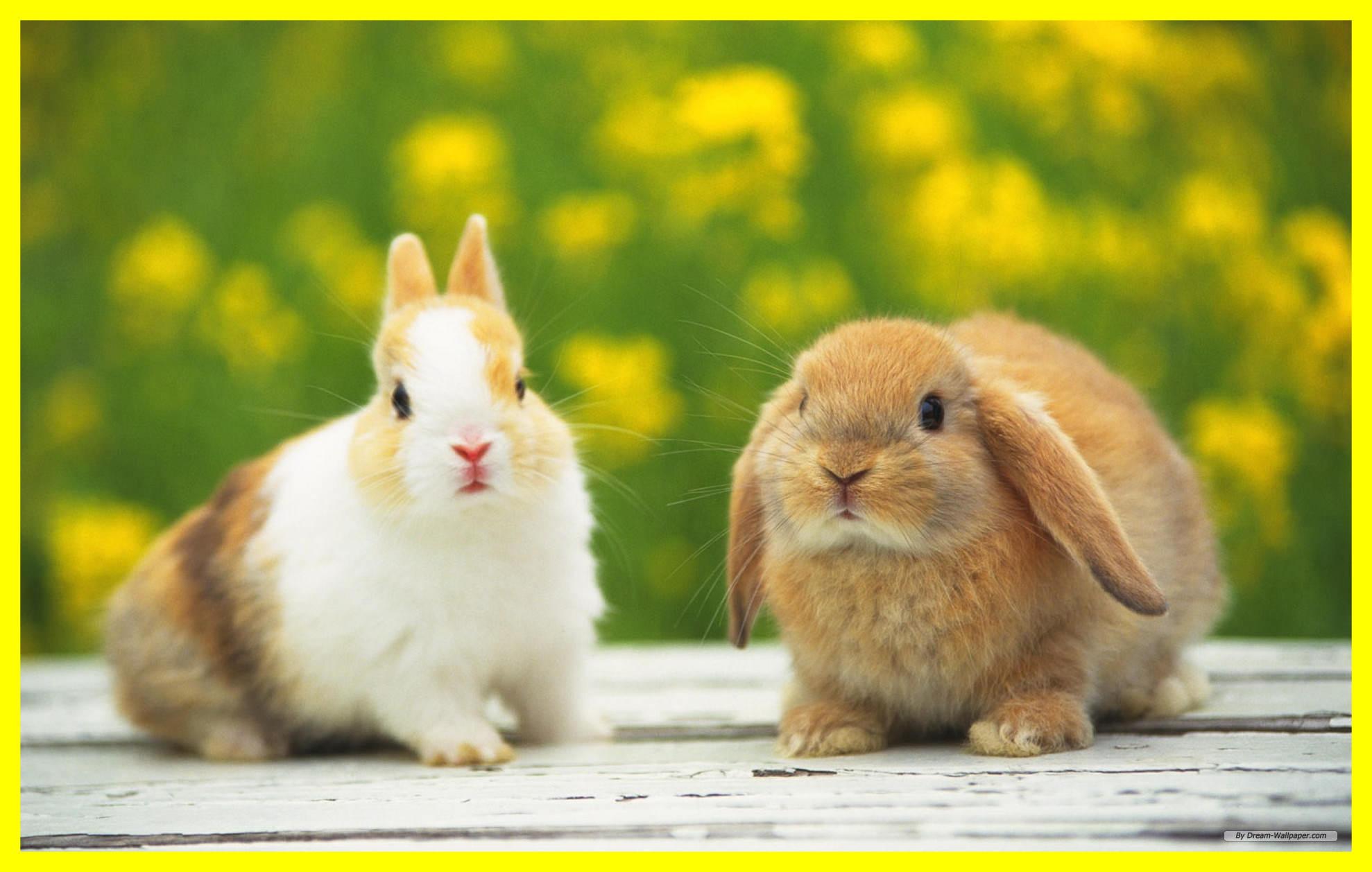 Shocking Rabbit Wallpaper HD For Desktop And Picture Concept Trends