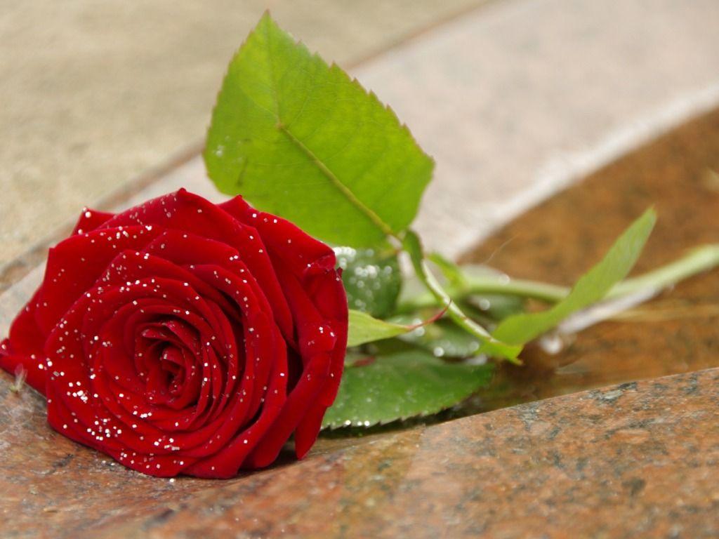 Best Cute Rose Image HD Full Pics Wallpaper Red High Quality