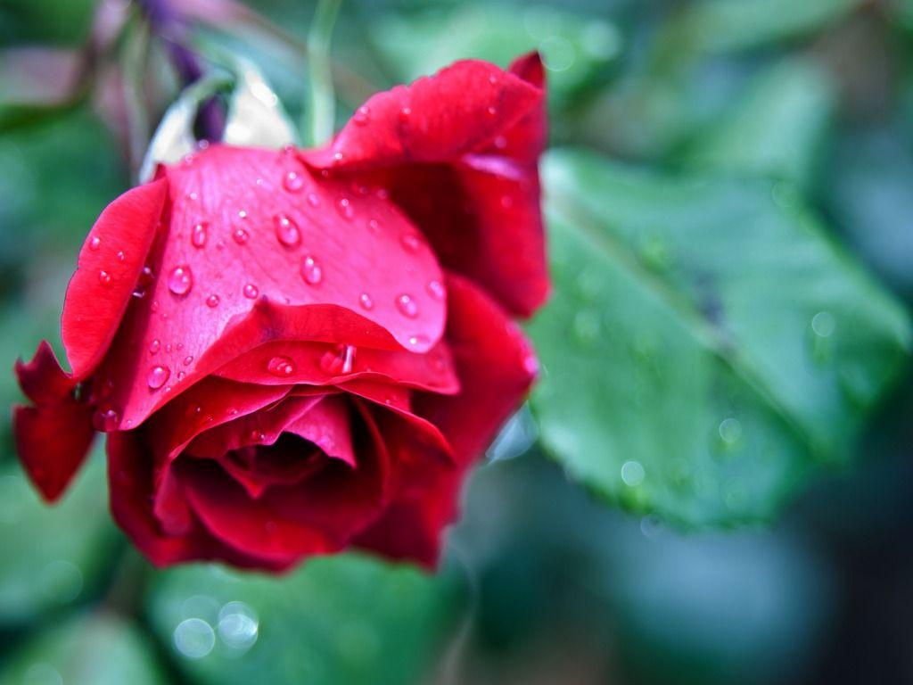 Cute Rose HD Image