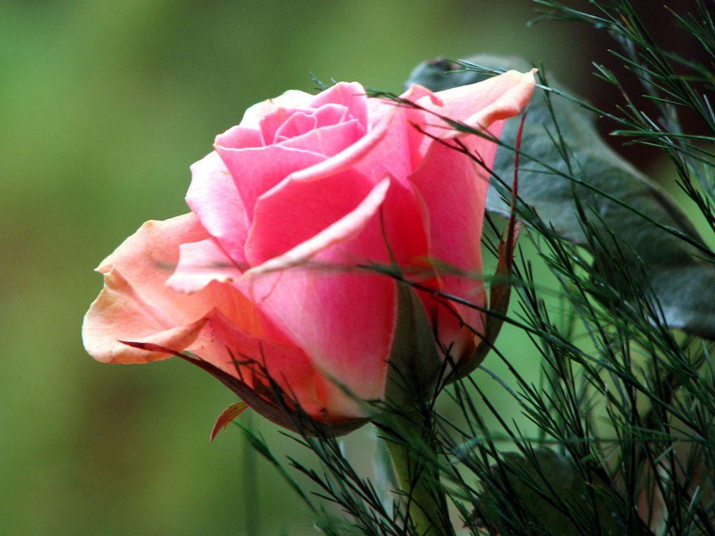 Hd Flower Image Pink Roses Pics Wallpaper Flowers Photography