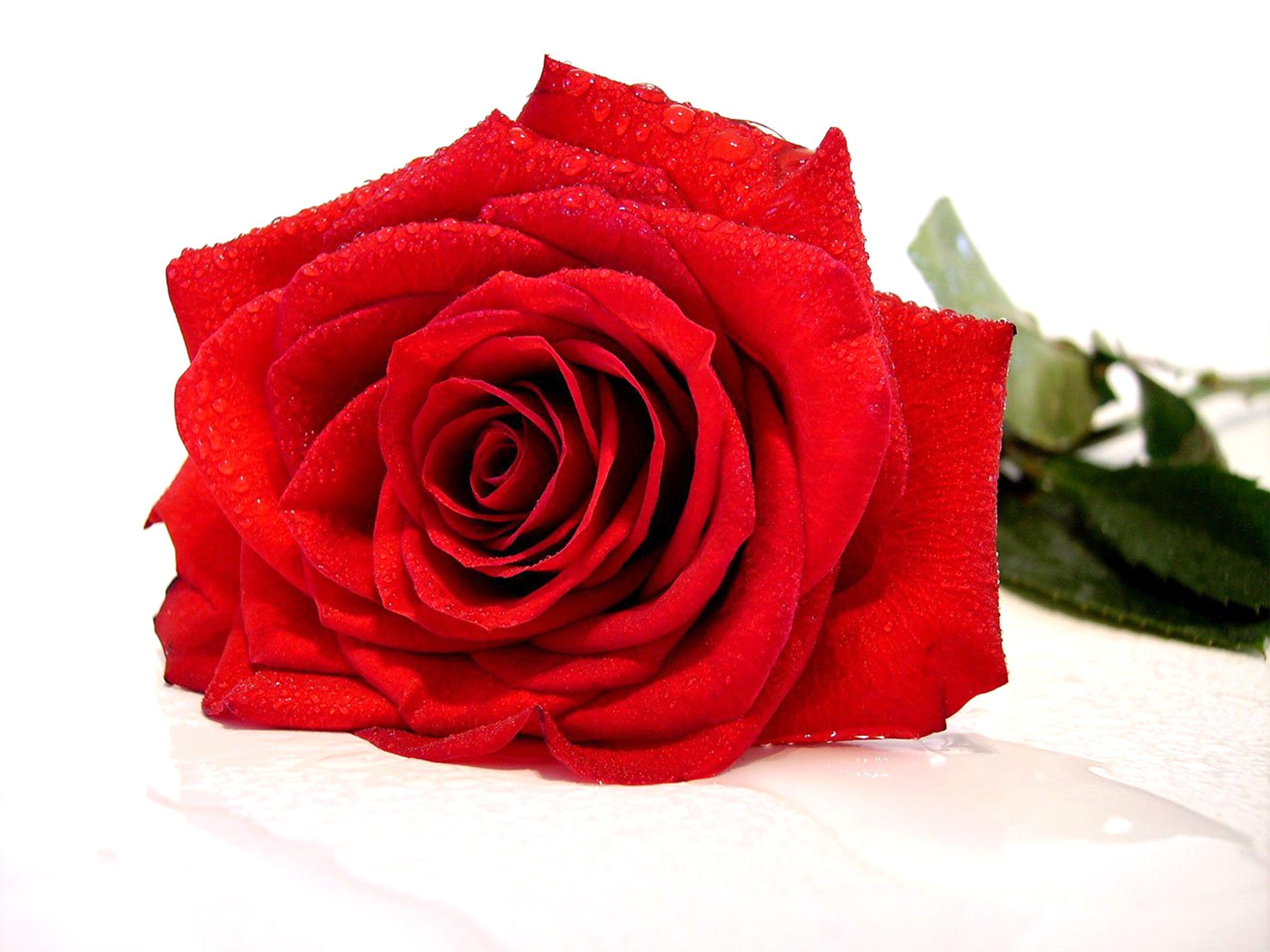 Photos For Background Litecom HD Desktop Colorful On Cute Red Roses