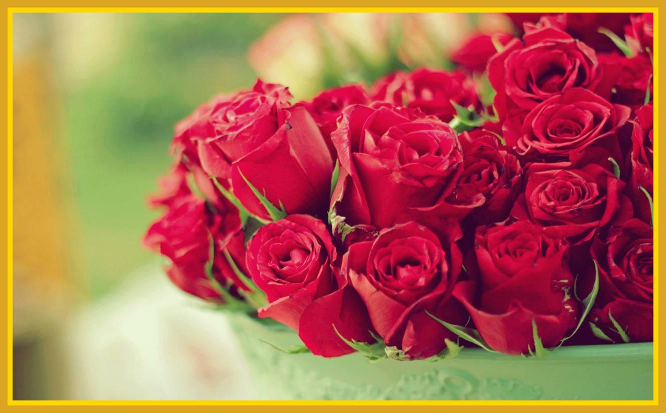 Best Background Red Rose HD Live Hq On Cute Wallpaper For Pic Of