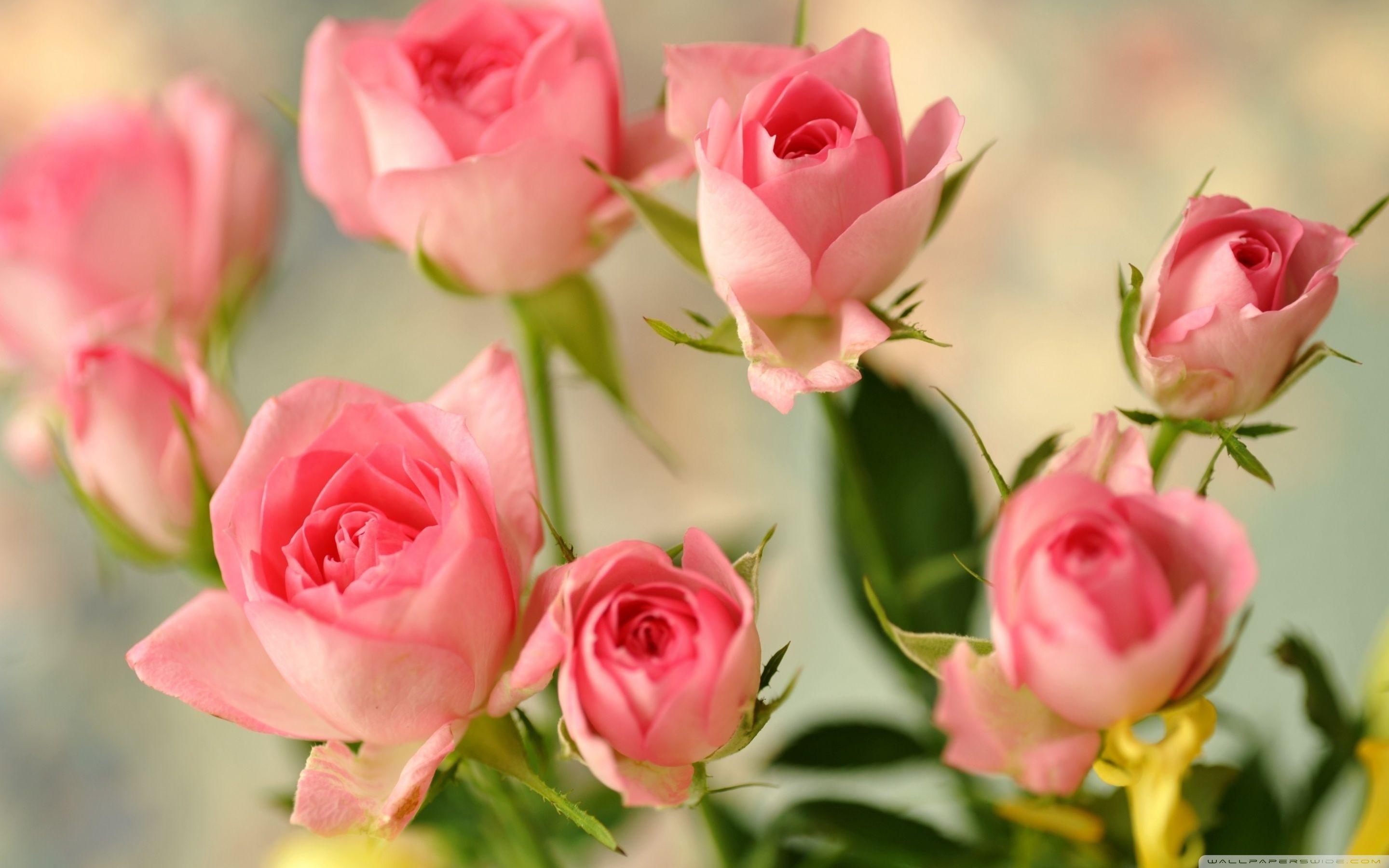Download Pink Cute Roses HD Wallpaper Widescreen Desktop High