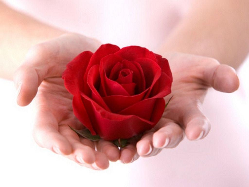 Red Rose For You