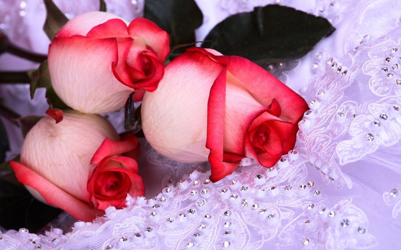 HQ DESKTOP WALLPAPERS: Cute Roses HD Desktop Wallpaper Collection