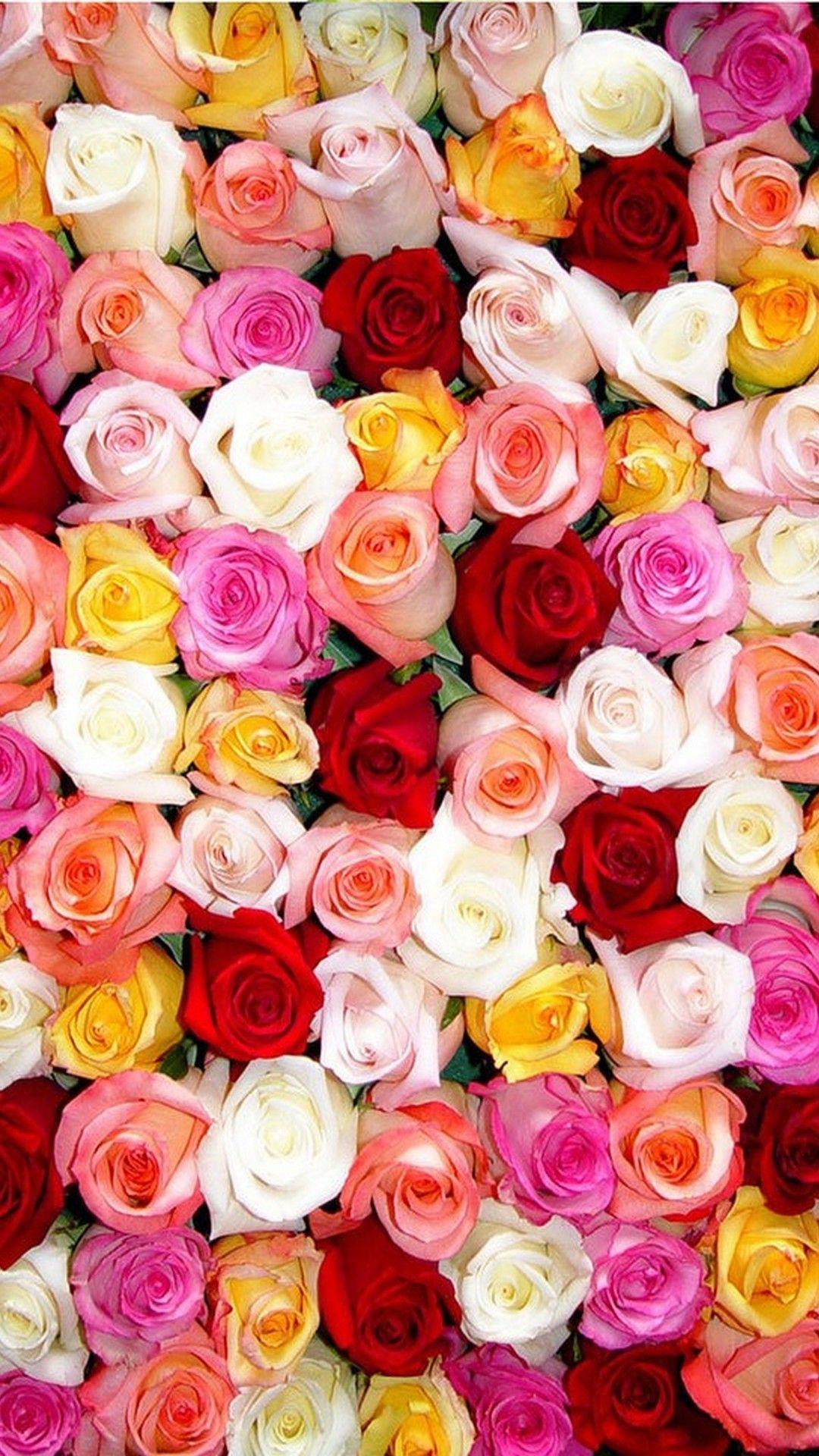 Cute Roses HD Wallpapers - Wallpaper Cave