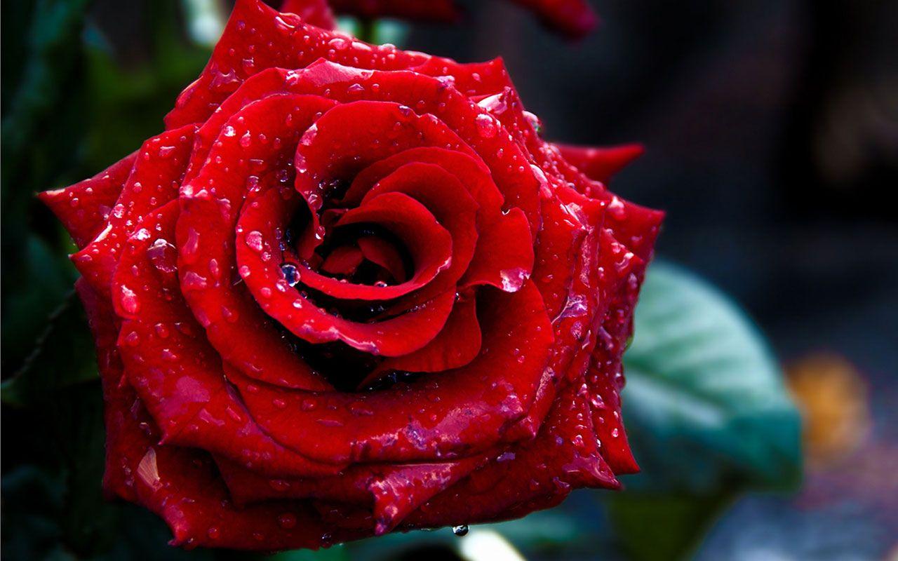 Background Collection Of Cute Roses On HD With Red Wallpaper High