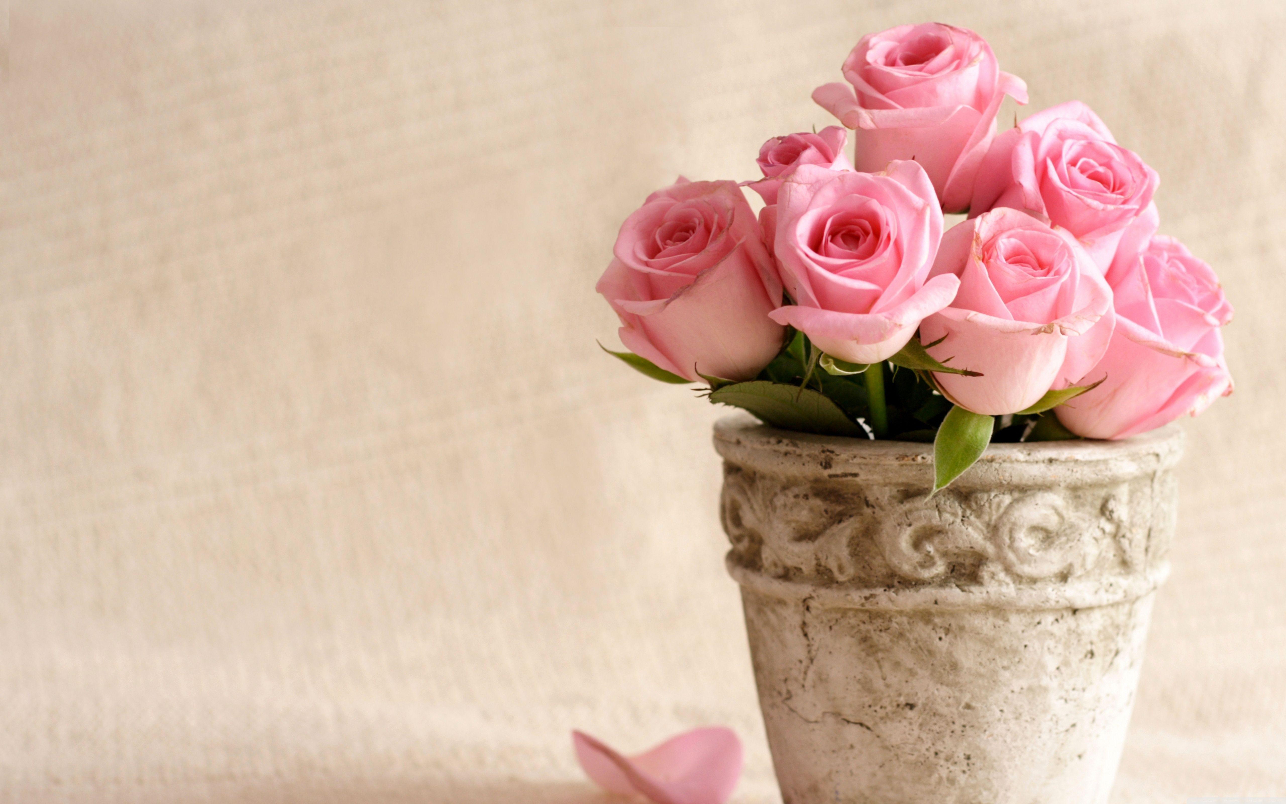 Cute Pink Rose Flower HD Wallpaper High Quality Photo Roses