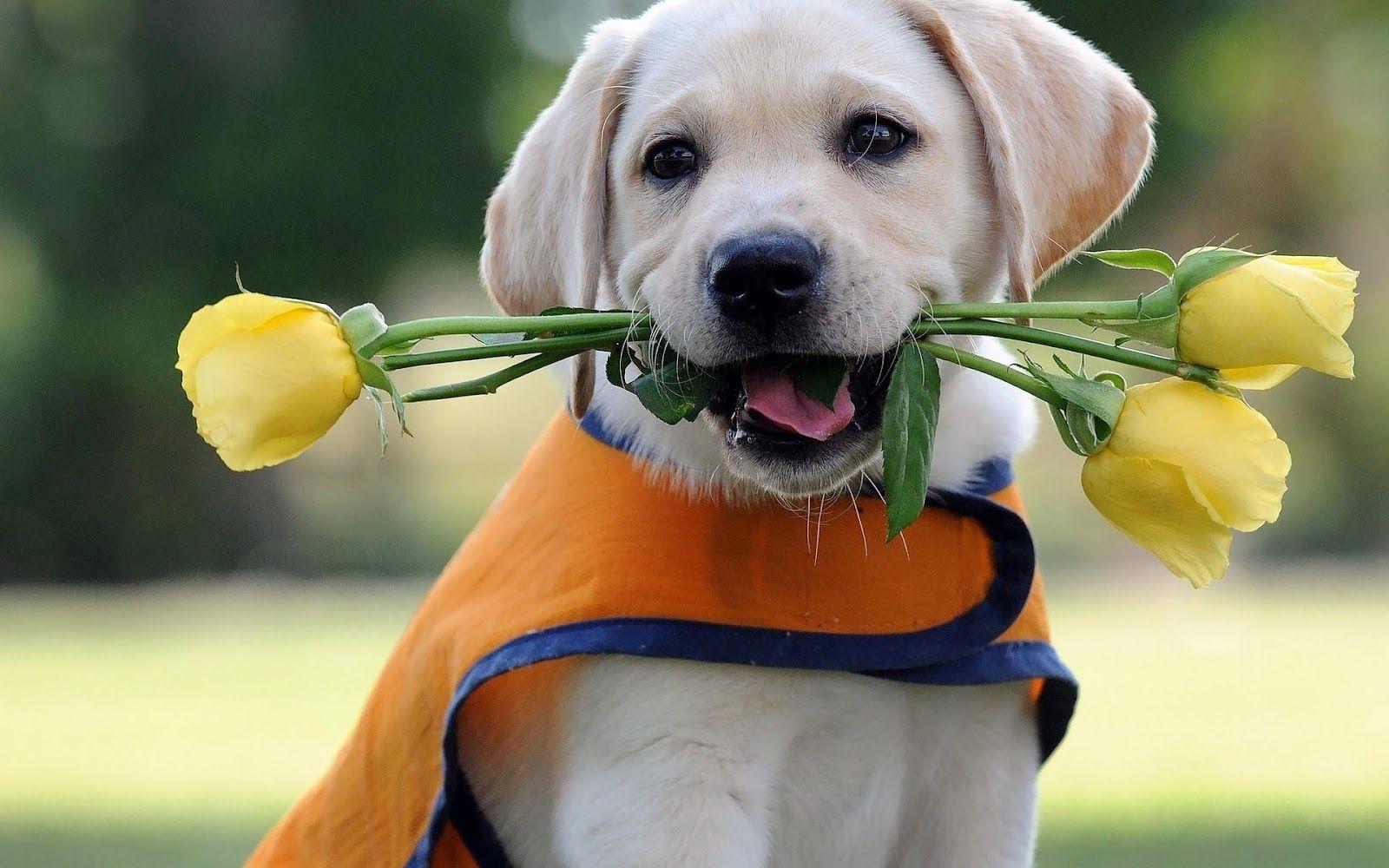 hd dog wallpaper with a flowers in mouth HD Wallpaper Free