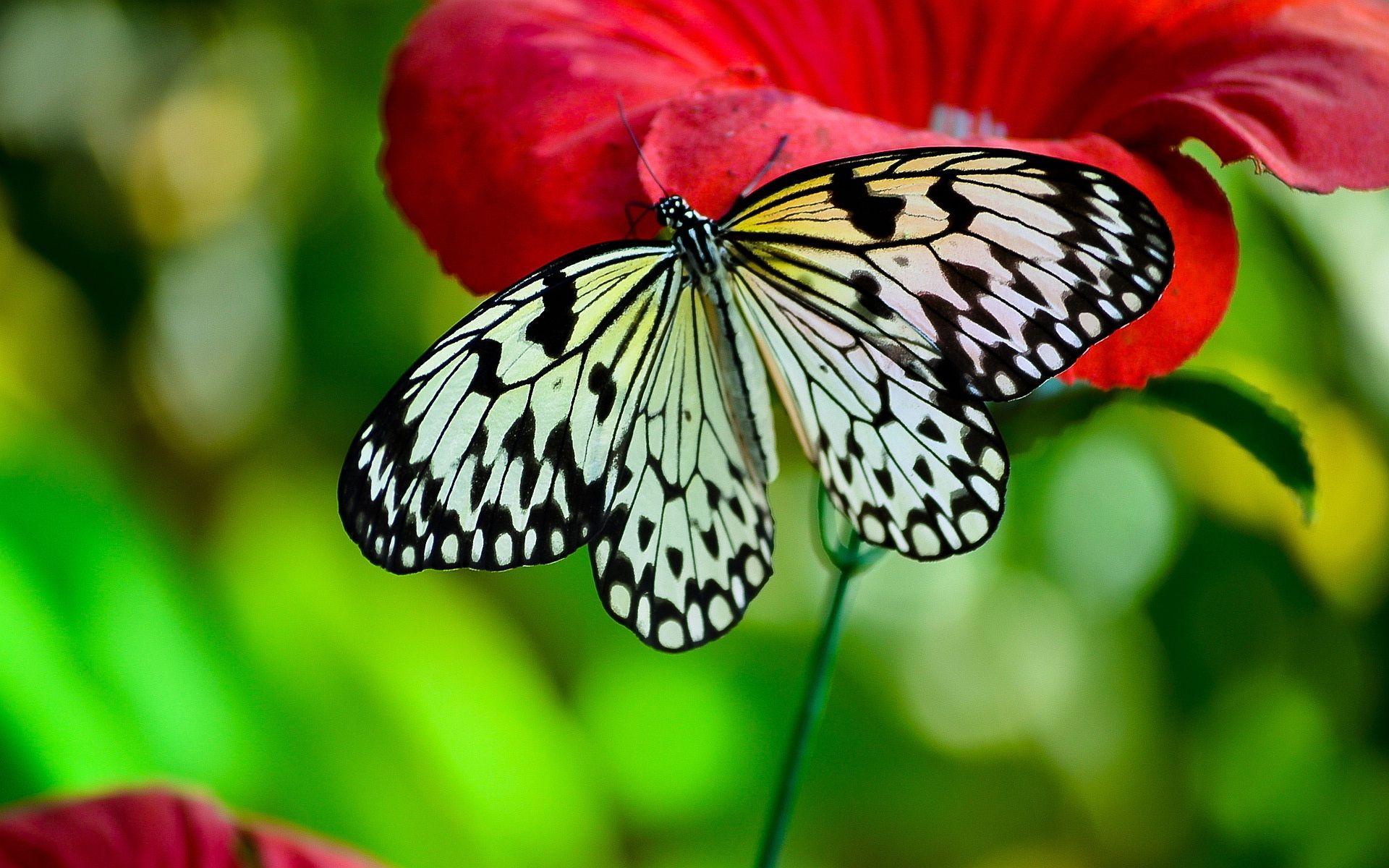 Butterfly wide new HD desktop wallpaper. HD Wallpaper Rocks