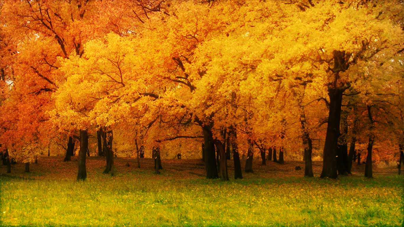 Fall Nature Background. Fall Nature Background