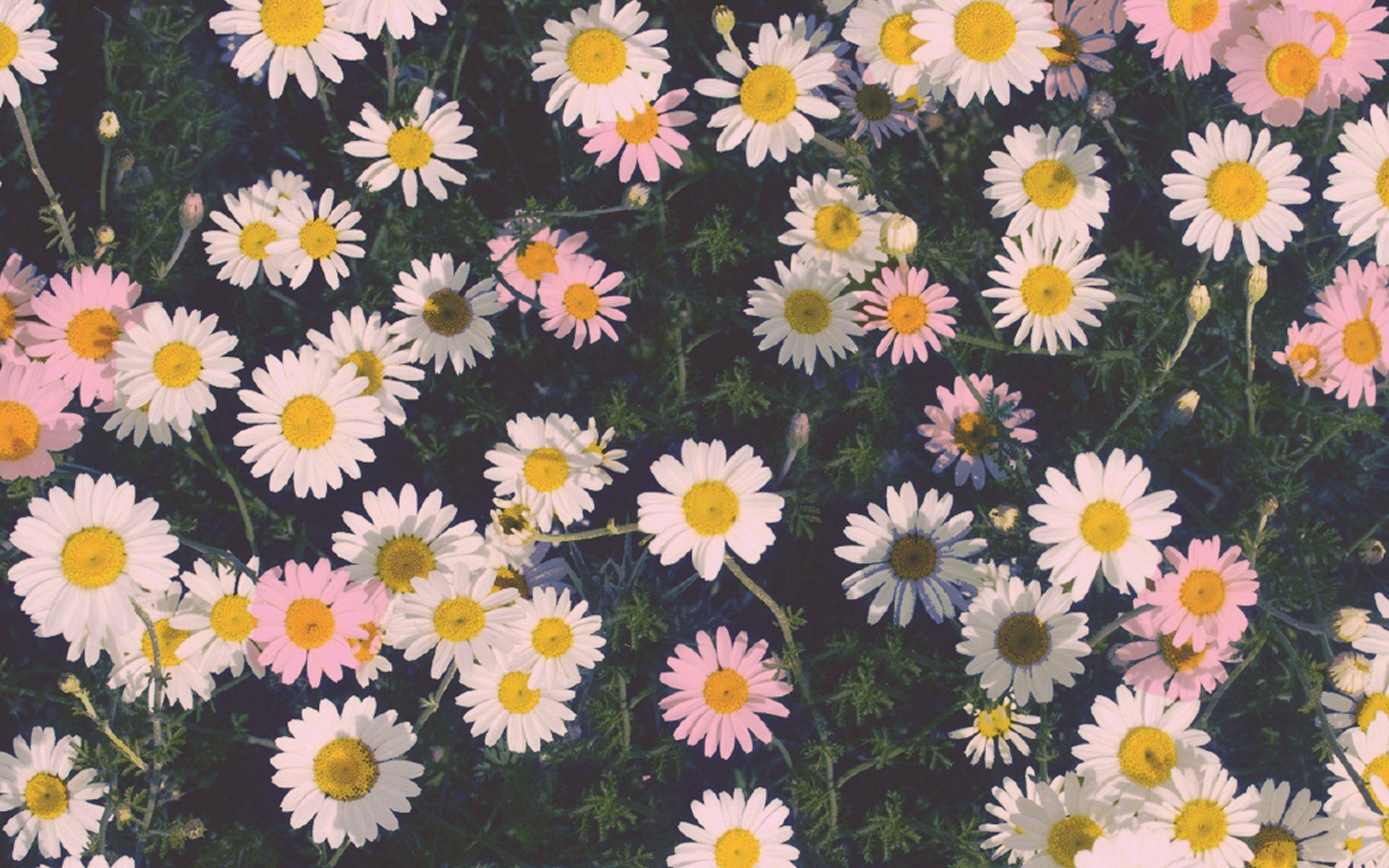vintage daisy wallpaper