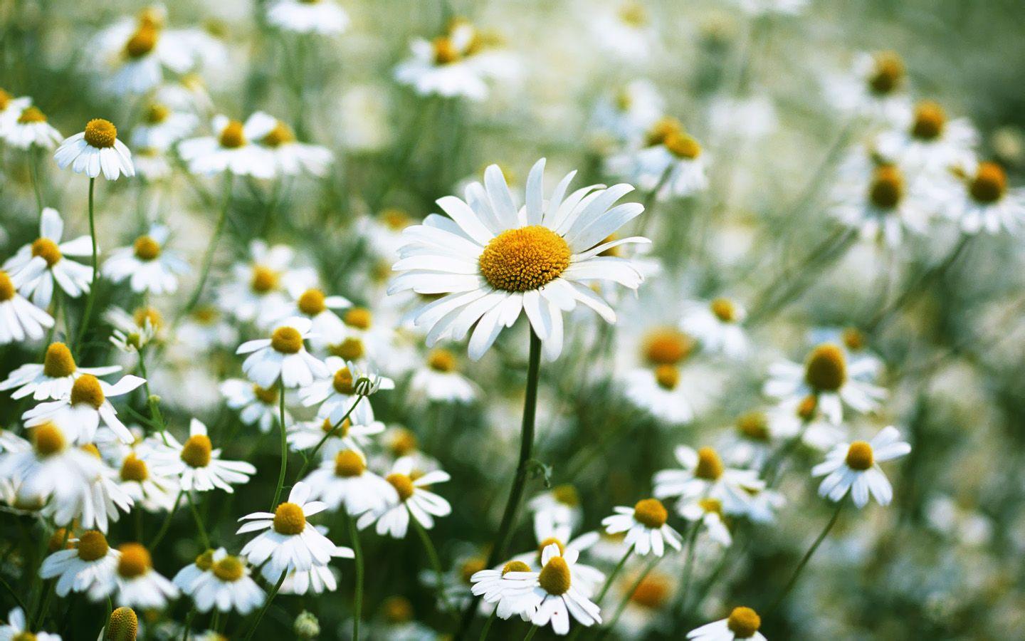 Daisy Wallpaper and Background Image