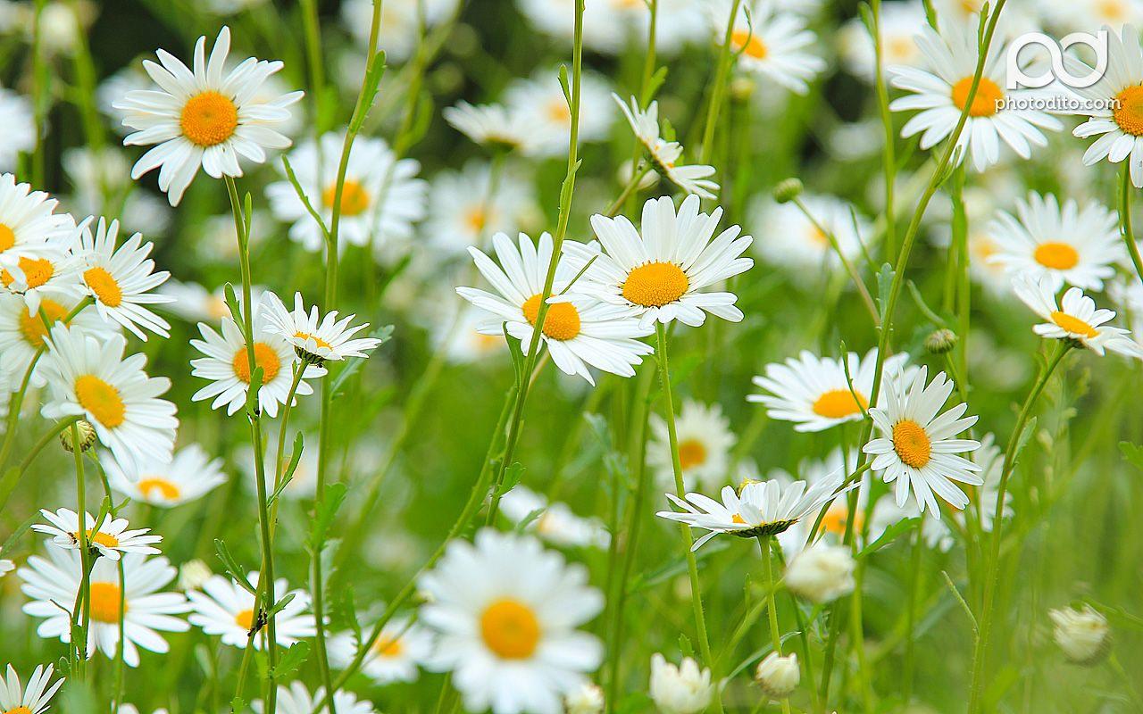 Daisy Aesthetic Computer Wallpapers - Top Free Daisy Aesthetic Computer  Backgrounds - WallpaperAccess