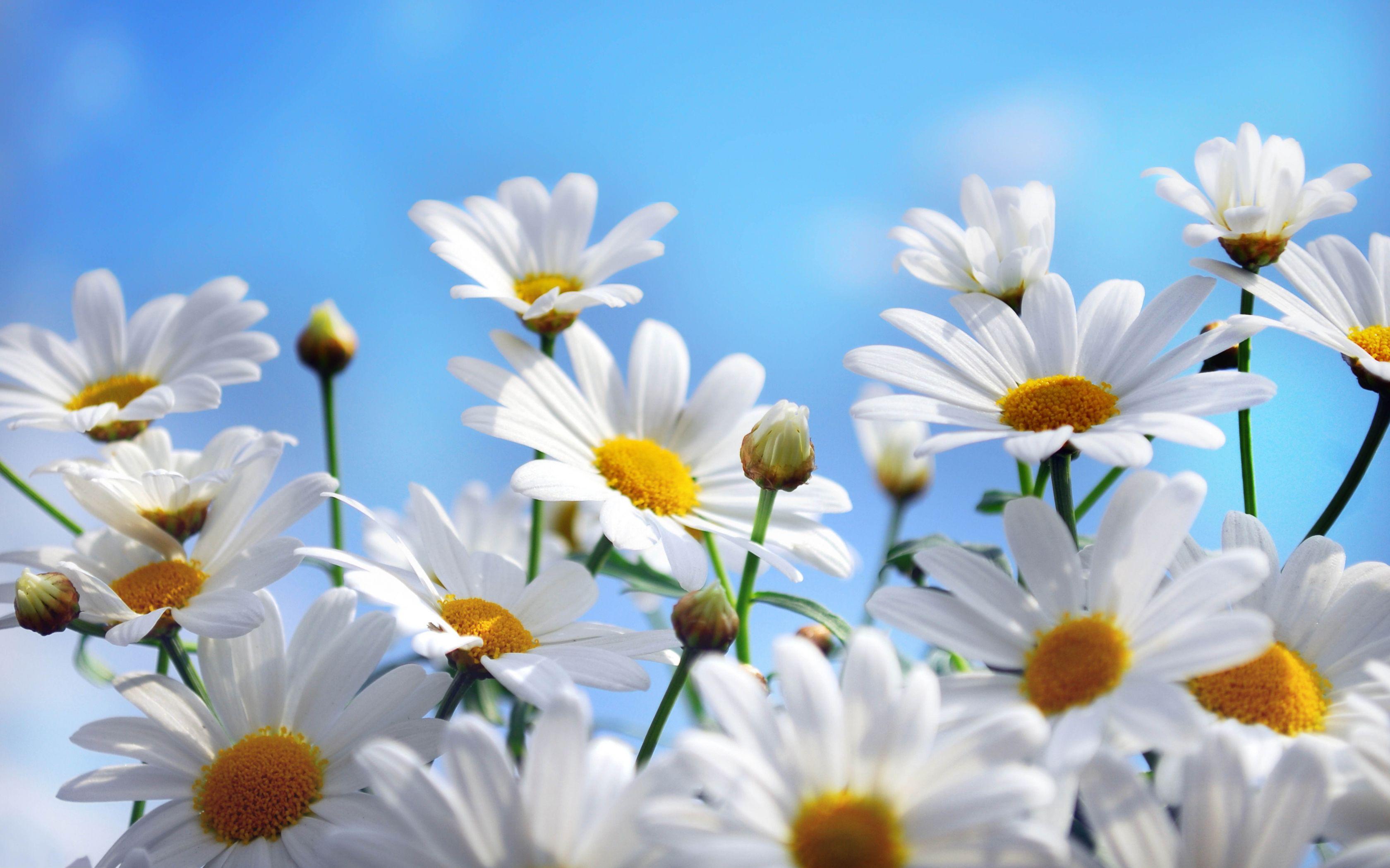 Daisy 4K wallpapers for your desktop or mobile screen free and easy to  download