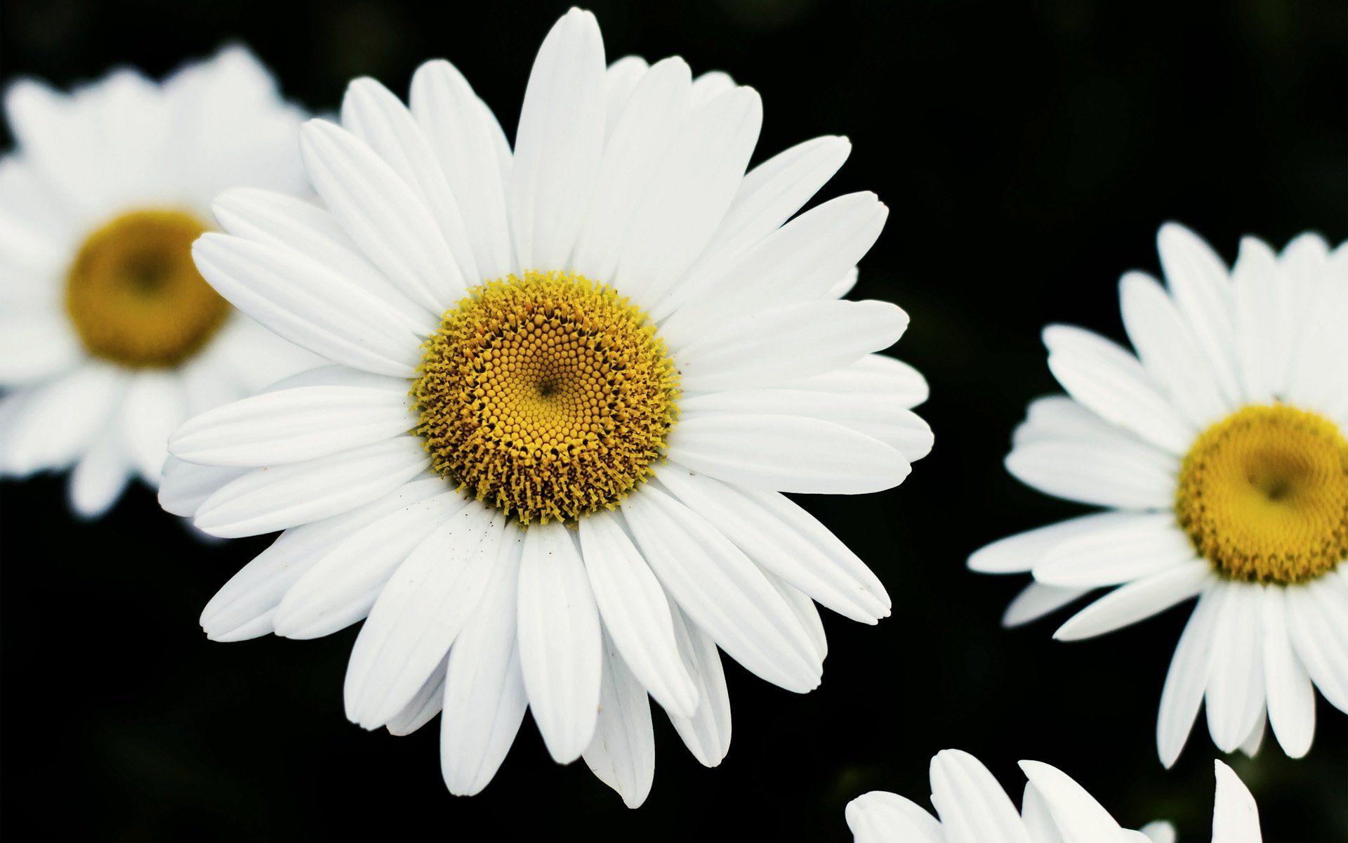 Daisy HD Wallpaper and Background Image