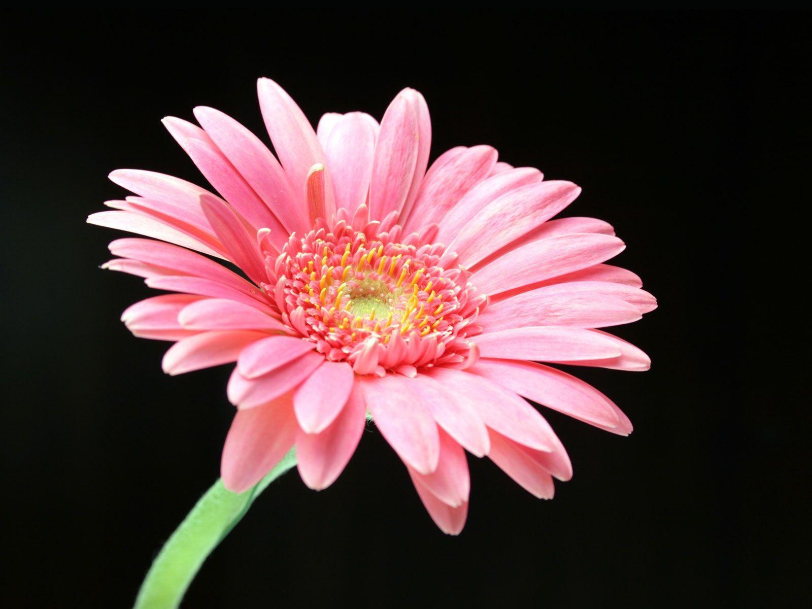 Pink Daisy. Pink Daisy Wallpaper. HD Wallpaper. Draw flowers