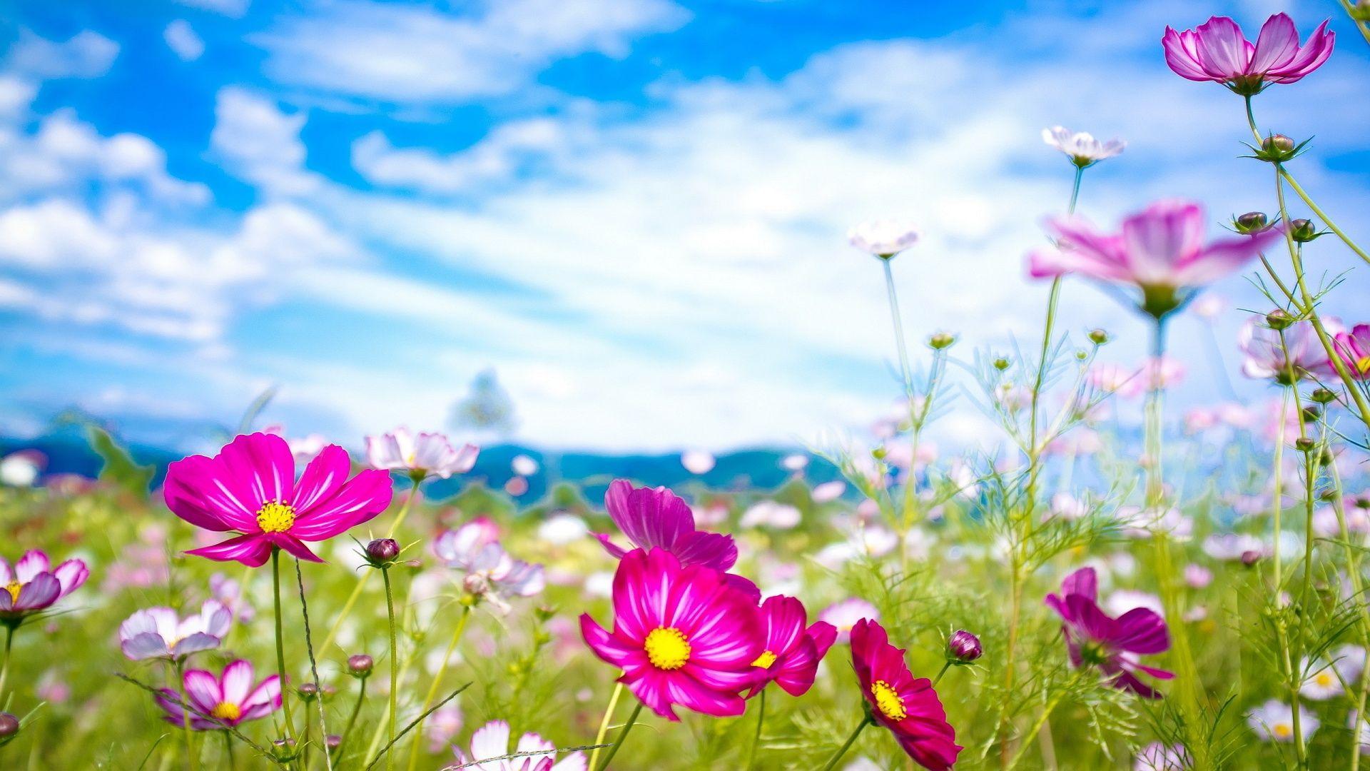 Free Summer Flowers Wallpaper Widescreen