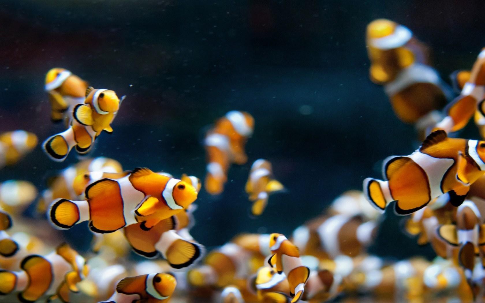 Aquarium Fish Clowns HD desktop wallpaper, Widescreen, High
