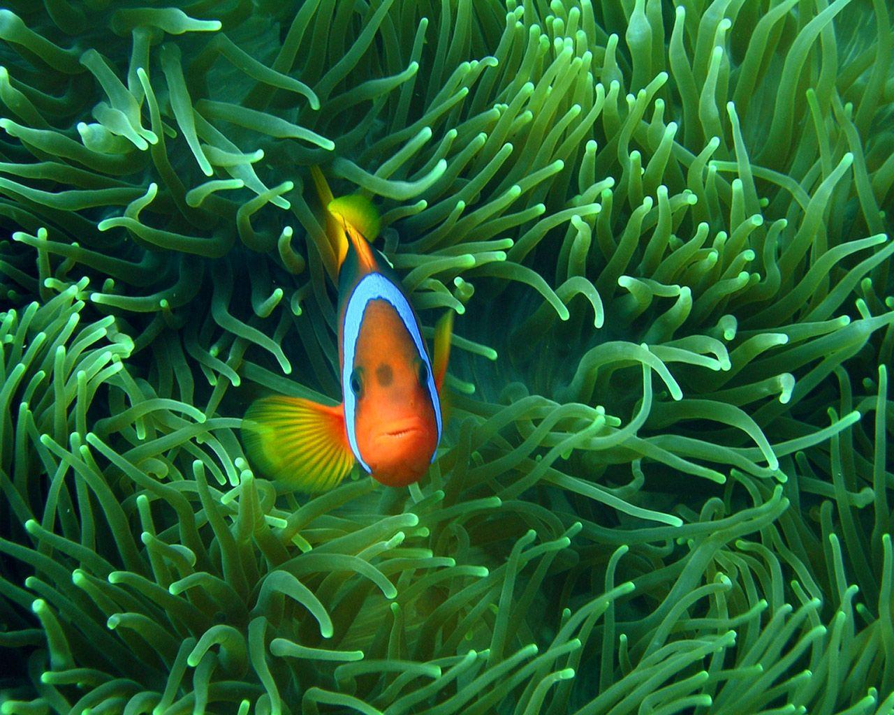 Clownfish Wallpaper Animal Spot