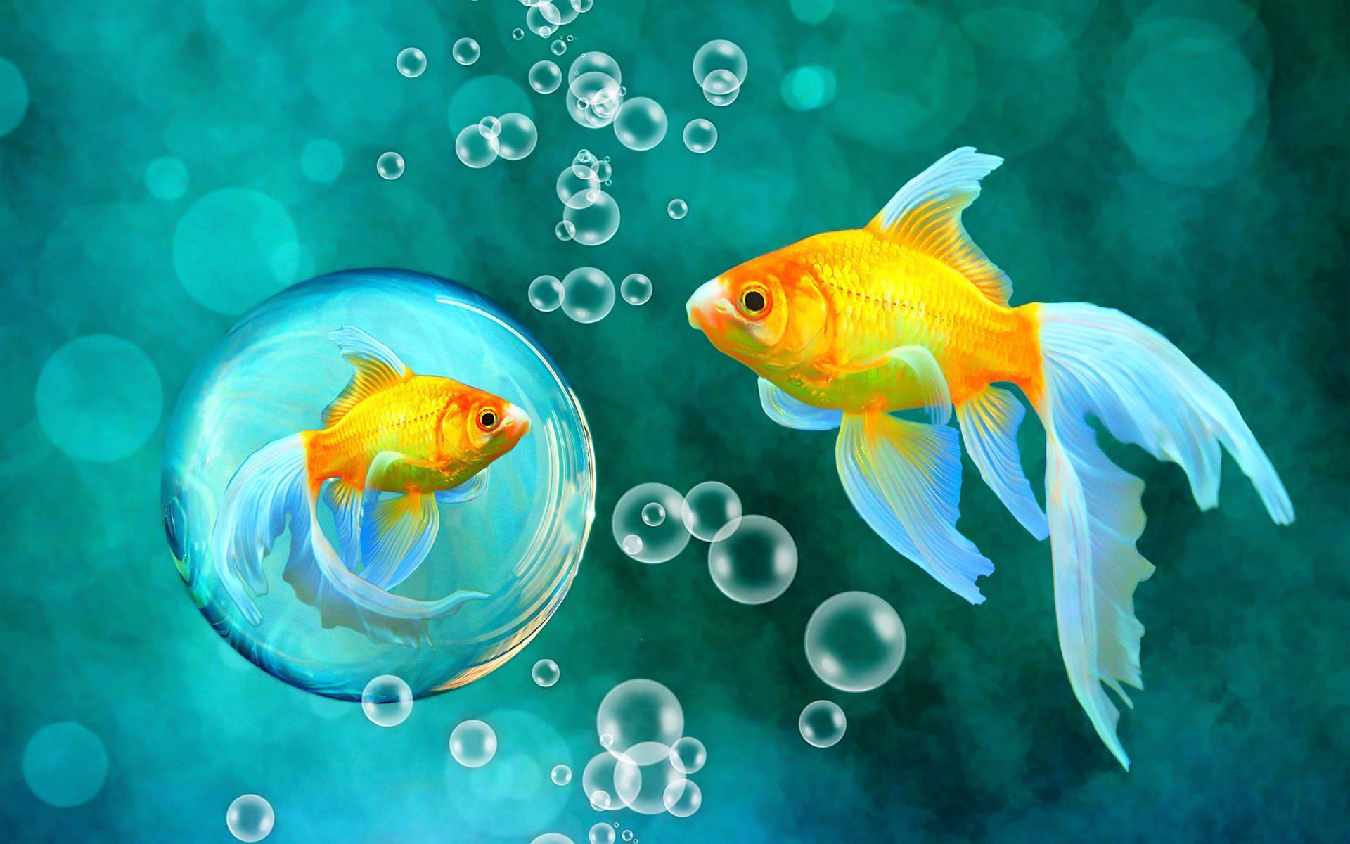 Bubbles Goldfish Blue Bokeh Sea Fish Fishes Underwater Water Gold