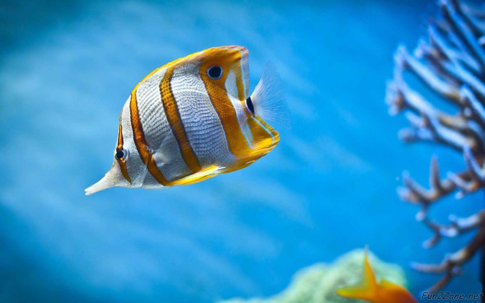 Wallpaper Foto Ikan Yang Sangat Cantik Bersama Terubu Karang