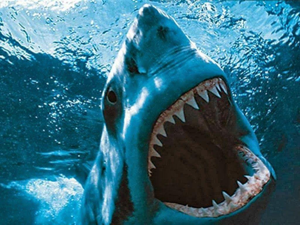Shark Fish Mouth New HD Wallpaper 2013 14. World HD Wallpaper