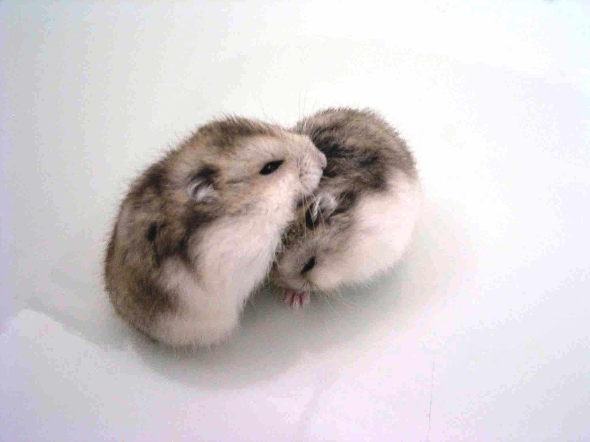 I think this is two Campbell hamsters. such adorable cuddling! :3. Cute hamsters, Cute baby animals, Cute funny animals