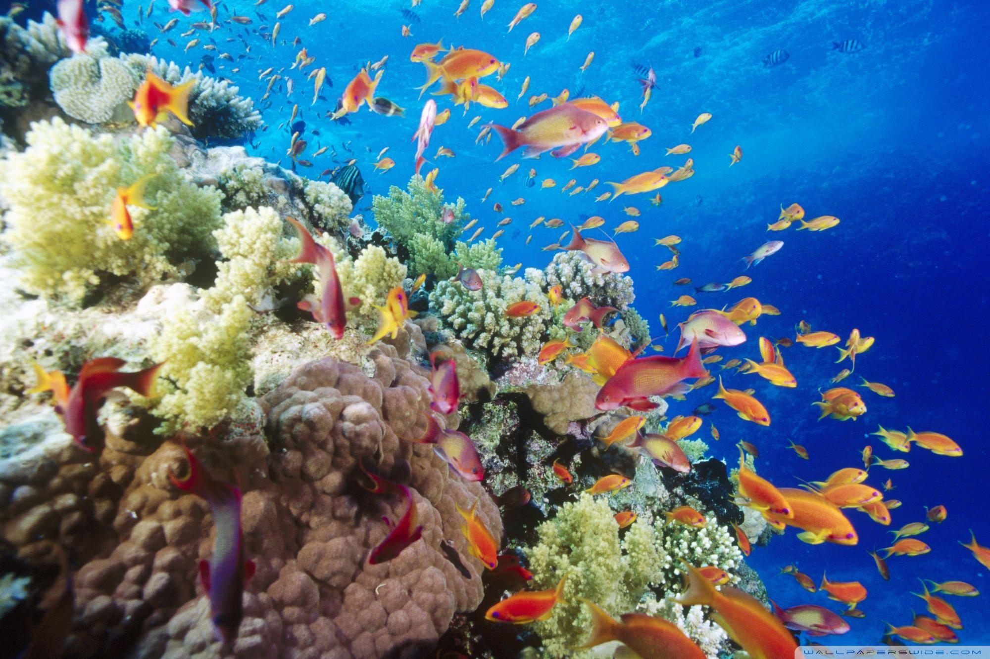 Coral Reef Southern Red Sea Near Safaga Egypt ❤ 4K HD Desktop
