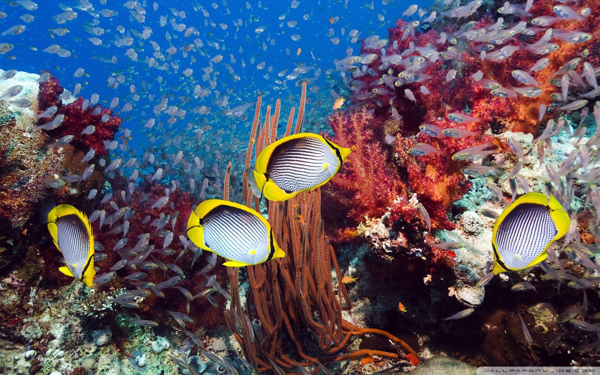 Coral Reef And Tropical Fish ❤ 4K HD Desktop Wallpaper for 4K