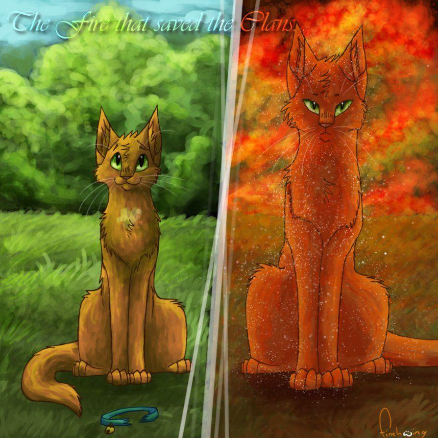 Forever Warriors Cats image rusty to firestar HD wallpaper